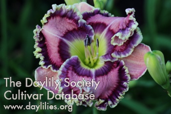 Daylily Moving Pictures